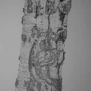 Arborglyph #6, Left Fork Boulder Creek (22 1:2x14)