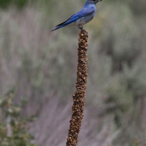Mountain Bluebird on Mullein Spike