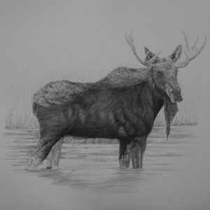 Bull Moose, Silver Creek (23x20, unframed)