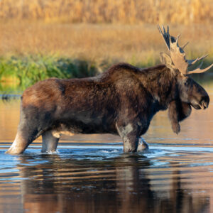 Bull Moose, Silver Creek Preserve