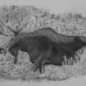 Bull Moose in Velvet (22x14, unframed)
