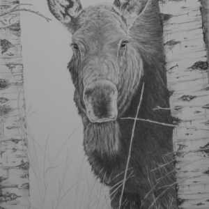 Cow Moose (21x29, framed)