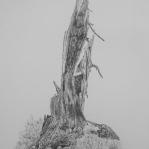 White Bark Pine Snag (11x13, unframed)